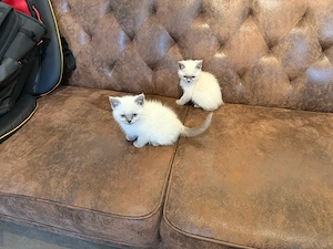 Noch 2 BKH Bärchen suchen eine neue Familie