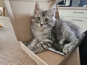 Wunderschöne Maine Coon Bubis