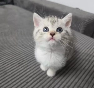 Britisch Kurzhaar Kitten 