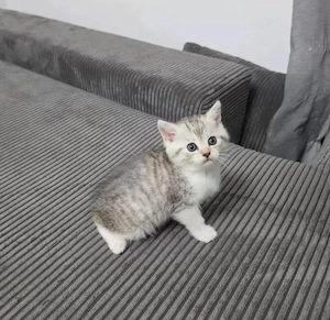 Britisch Kurzhaar Kitten 