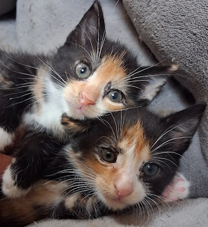 Katzenbabys 2 Katzen ,Rassemix,Kitten