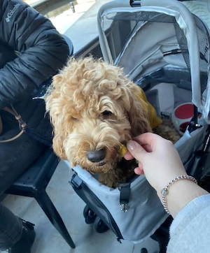 Wunderschöner Maltipoo-Rüde, 6 Monate alt   Sucht ein liebevolles Für-immer-Zuhause in Berlin