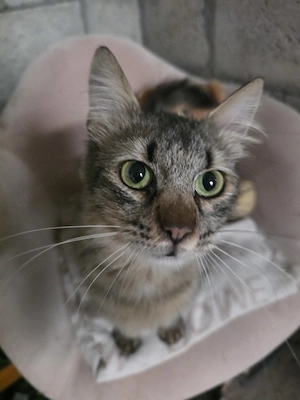 Katze Tierschutz kastriert Bundesweite Vermittlung 