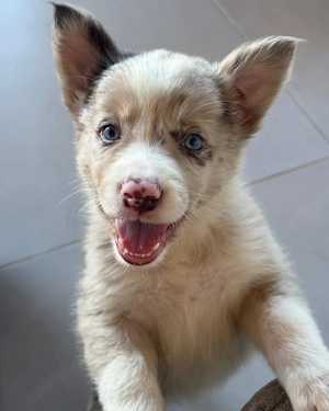 Wunderschöner Border-Collie-Rüde, 5 Monate alt   Sucht ein liebevolles Zuhause