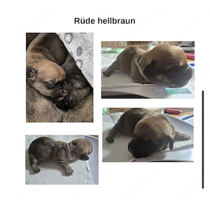 Französische Bulldogge-Dackel-Mischlinge 