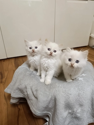 Ragdoll Kitten suchen liebevolles zu Hause