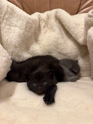 BKH-Mix Kitten   3 Mädchen & 1 Junge 