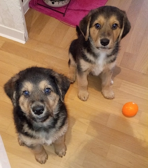 4 welpen sind noch da 