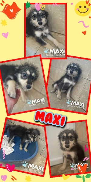 bezaubernder Welpenjunge "Maxi" sucht ein liebevolles Zuhause