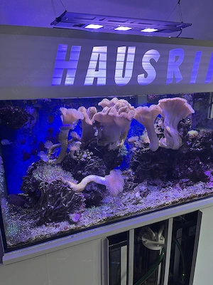 Meerwasseraquarium komplett