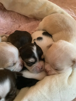 Chihuahua Welpen alle Farben kurzhaarig 