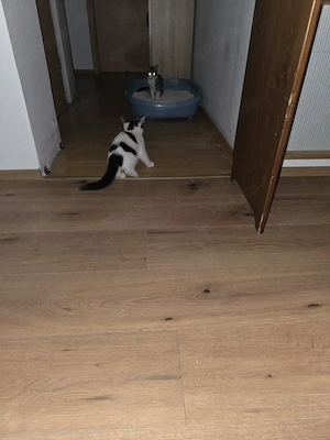 katzen Baby 