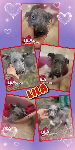 fröhliches, liebes, zuckersüßes Welpenmädchen "Lila" sucht ein schönes Zuhause