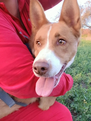 Romeo (geb. ca. 12 2024) lebt im Tierheim in  Bosnien und sucht ein Zuhause