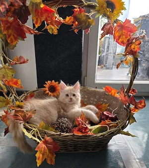 Maincoon kitten XXL