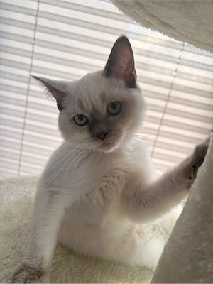 2 BKH blue point kinder kitten katzen 