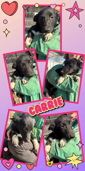 wunderschönes Welpenmäddchen "Carrie" sucht ein liebevolles Zuhause