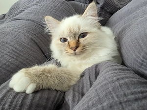 Reinrassiger Heiliger Burma Kater
