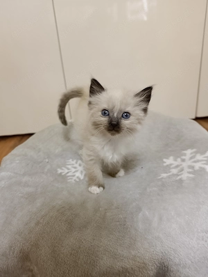 Ragdoll Kitten suchen liebevolles zu Hause
