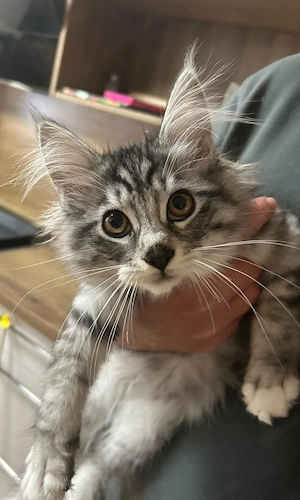 2 Maine Coon Babys- Abgabebereit 