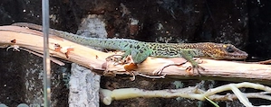 Anolis roquet summus und  1.1. Anolis Grahami