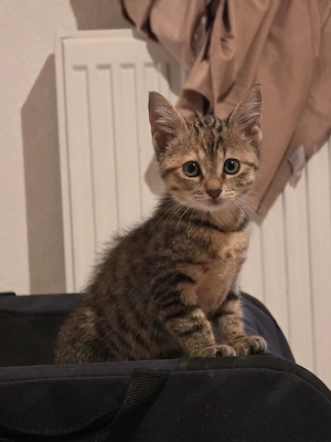 Kitten Katze Tierschutz Bundesweite Vermittlung 