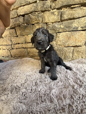 50% x50% Pudel Irish Wolfhounds in Schwarz und Grau. 