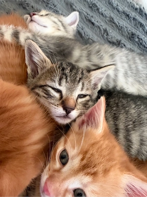 kitten zur Abgabe