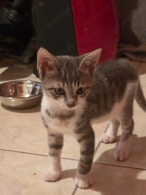 Kitten Katze Kater Tierschutz Bundesweite Vermittlung 