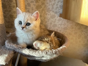 BKH Kitten suchen liebevolles Zuhause