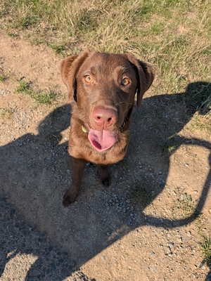 Aussiedor F2 7Monate jung