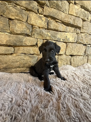 50% Grosspudel x 50% Irish wolfhound, 