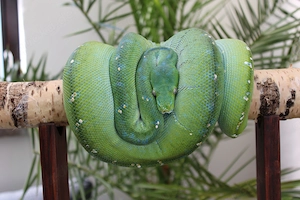 Morelia Viridis, Grüne Baumpython, 1.0 reine Aru