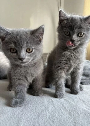 Britisch Kurzhaar Kitten 