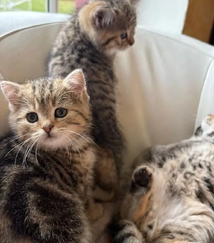 Britisch Kurzhaar Kitten 