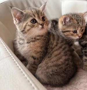 Britisch Kurzhaar Kitten 