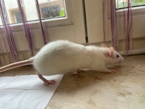 1 ratte mit oder ohne Käfig zum verschenken