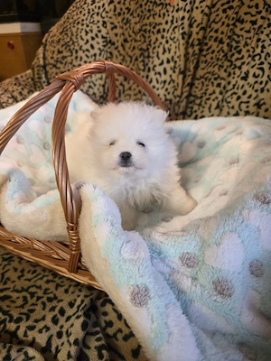 Pomeranian Zwergspitz 