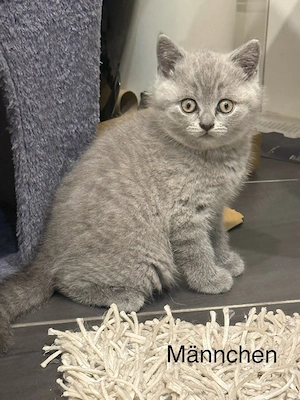 Reinrassige BKH-Kitten