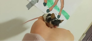 2 weibliche mäuse mit käfig 