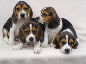 Beagle Welpen Familienhund 