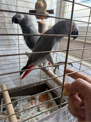 Graupapageien 