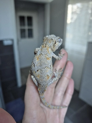 0.1 Rhacodactylus auriculatus Höckerkopfgecko Weibchen orange reticulated 