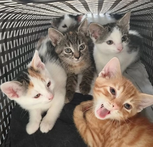 Europäische Kurzhaar Kitten 