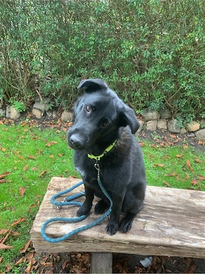 DSH Malinois Australien Shephard Labrador Mix 