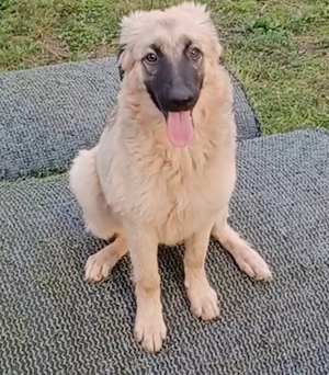 Murna, geb.04 2026, sucht Happy-Home 
