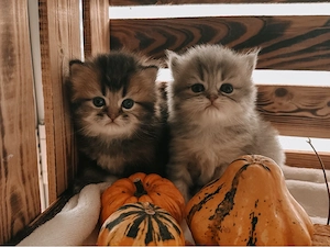 2 zauberhafte Britisch Langhaar BLH Kitten zum reservieren! Katzenbabys   Babykatzen