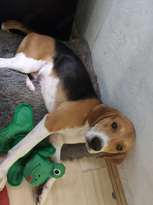 beagle abzugeben 