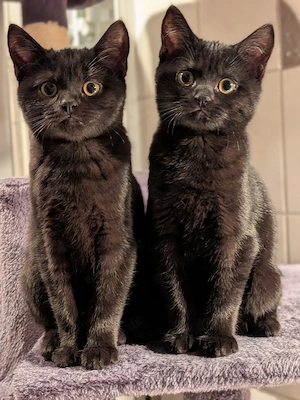 BKH Russisch blu Kitten mega verschmust 12 Wochen 