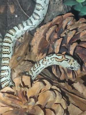 0.1 Königsnatter (Lampropeltis leonis)